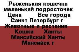 Рыженькая кошечка маленький подросточек › Цена ­ 10 - Все города, Санкт-Петербург г. Животные и растения » Кошки   . Ханты-Мансийский,Ханты-Мансийск г.
